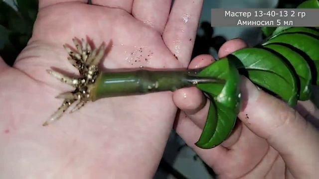 Результаты УКОРЕНЕНИЯ ЗАМИОКУЛЬКАСА через 1 месяц, 4 способа, что дало больший эффект смотреть онлайн