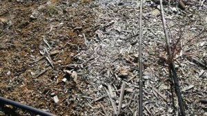 Внесение серы под голубику. Молотая и гранулированная .