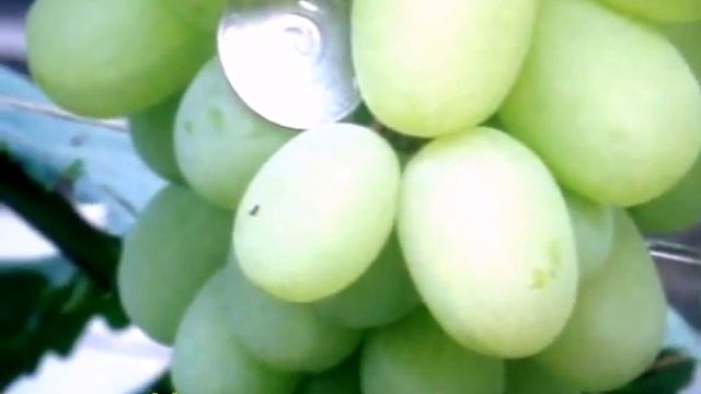 Виноград Богатяновский смотреть онлайн