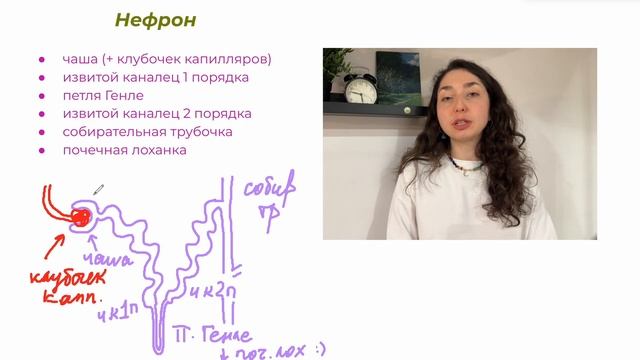 Анатомия — Выделительная система. Строение почки и нефрона. смотреть онлайн