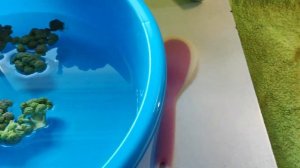 Как заморозить брокколи на зиму ,рецепт ! Отлично получается !