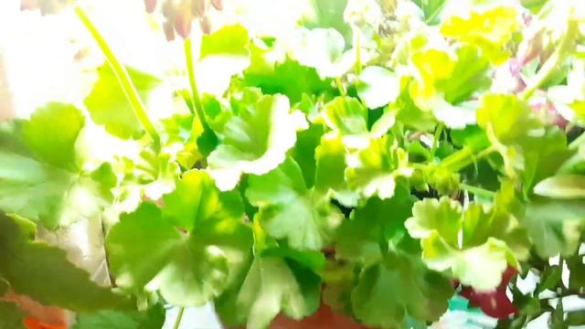 ЗАНОШУ В ДОМ СВОИ БЕГОНИИ, ПЕЛАРГОНИИ, КАТАРАНТУС, ПИЛЕЮ И ДРУГИЕ РАСТЕНИЯ.СОХРАНЯЕМ ОТ ХОЛОДОВ. смотреть онлайн