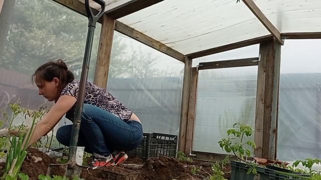 САЖАЮ ПОМИДОРЫ / В ущебр собственного сна / ОГОРОД 2021 @mamalife8317 смотреть онлайн