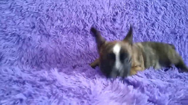 Французики карапузики смотреть онлайн