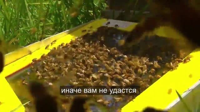 пчелиный яд апитоксин сбор, полезные свойства смотреть онлайн