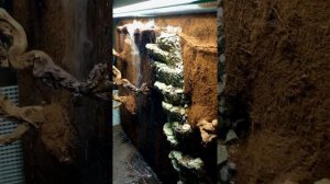 Паллюдариум/ фито стена