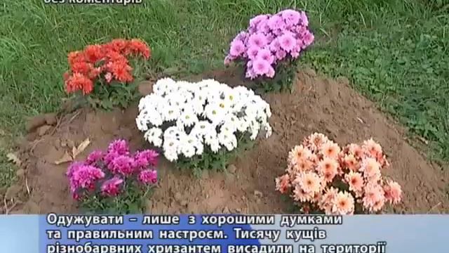 без коментарів 18 10 хризантеми) смотреть онлайн