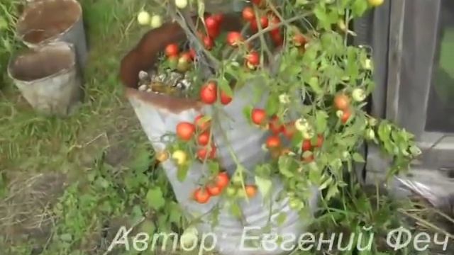 Ампельные помидоры "Талисман". Сорта помидоров смотреть онлайн