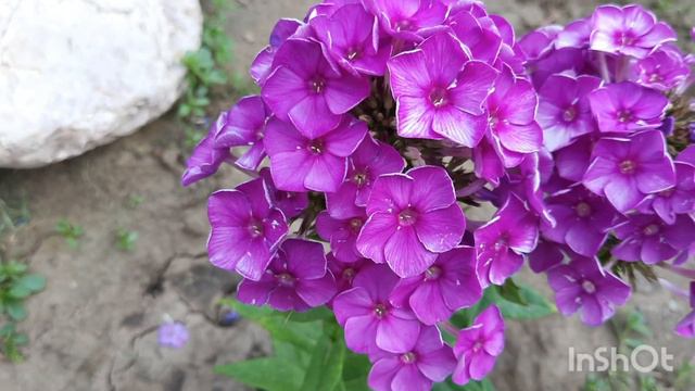 Наша дача,вечер 8.07.21.С Днём Семьи,Любви и Верности. смотреть онлайн