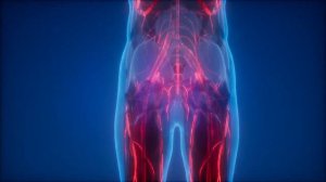 Матрица Гаряева. Кровеносные сосуды