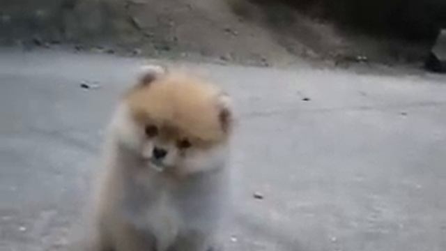 Померанский шпиц, которого Вы можете купить! смотреть онлайн