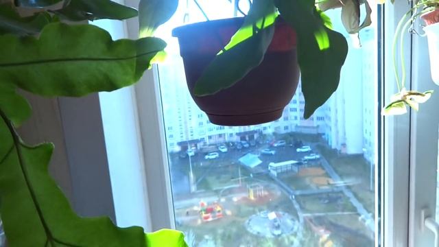 Цветы в моем доме. Комнатные растения. Сингониум и Сциндапсус - мини коллекция. смотреть онлайн