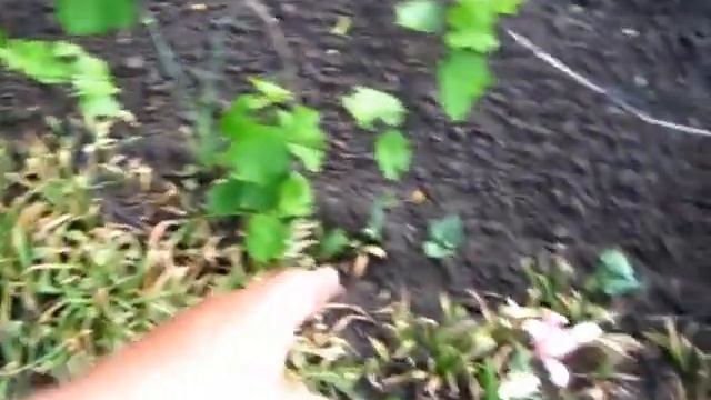 Салаты с Черникой