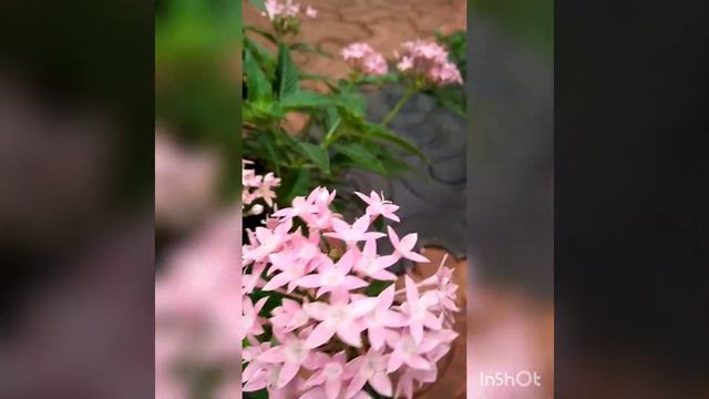 My Pentas plants and it's caring смотреть онлайн