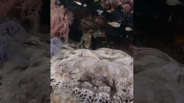 Воббегонг - ковровая акула. смотреть онлайн