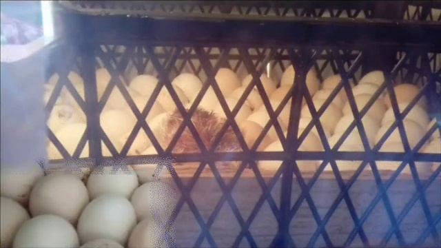 Инкубатор своими руками из холодильника смотреть онлайн