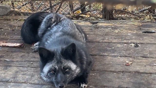 Читинский зоопарк