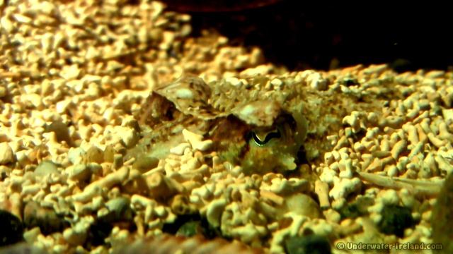 For kids & education: cute cuttlefish, stock footage. コウイカ Sepia Seiche Каракатица 乌贼 смотреть онлайн