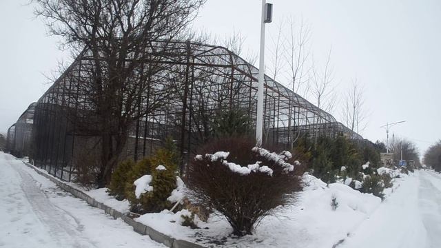 Немного информации об амурских тиграх ! смотреть онлайн