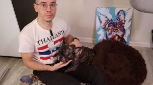 ФРАНЦУЗСКИЙ бульдог и БОСТОН. Основные различия