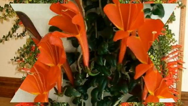 КОЛУМНЕЯ            Чтобы колумнея цвела два раза в год