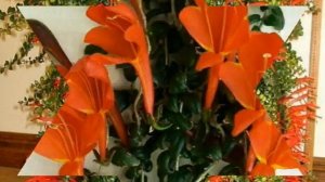 КОЛУМНЕЯ            Чтобы колумнея цвела два раза в год