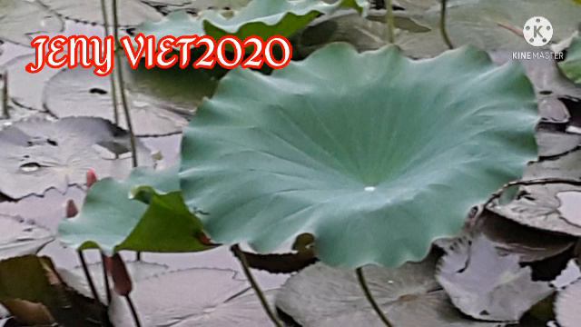 Famous Lotus Farm In vietnam // Film making & Photo shooting смотреть онлайн