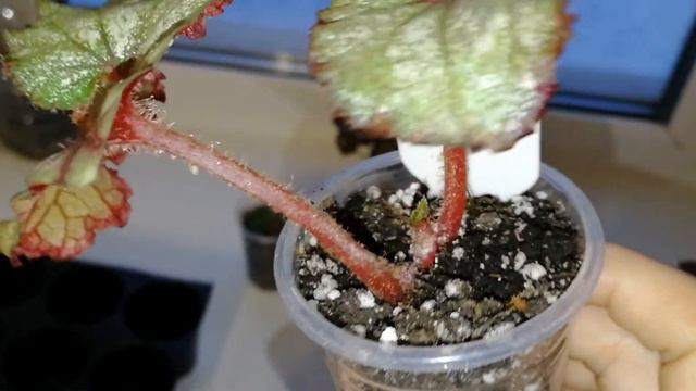 Детки бегонии декаративно лиственной смотреть онлайн