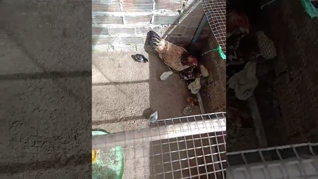 cách nuôi gà con đạt hiệu quả cao mao lớn luôn khỏe mạnh смотреть онлайн