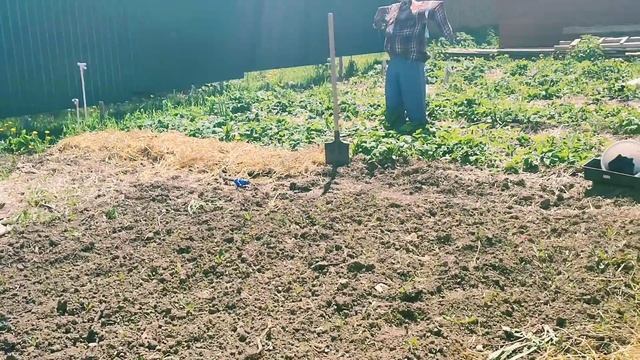 ?81 корень капусты, 40 томатов и др. Своя земля будет кормить ?Обзор грядок в деревне. смотреть онлайн