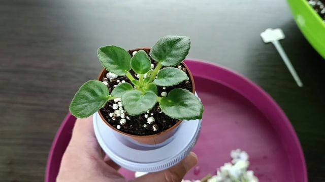 ПЕРЕУКОРЕНЕНИЕ МИНИ СОРТОВ ! Как это сделать ! смотреть онлайн