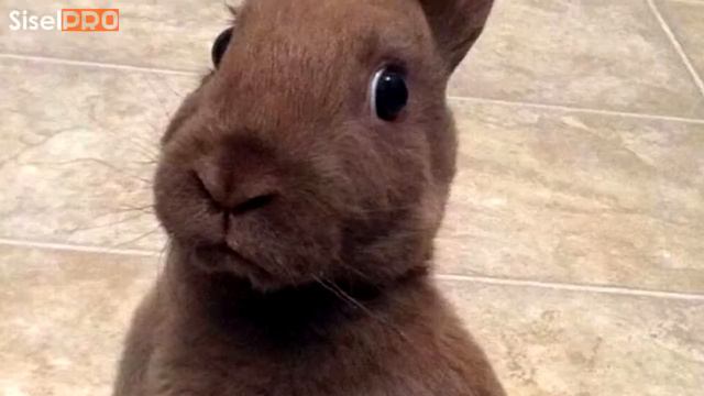 10 ВЕЩЕЙ, О КОТОРЫХ ДЕТИ ВРУТ СВОИМ РОДИТЕЛЯМ смотреть онлайн