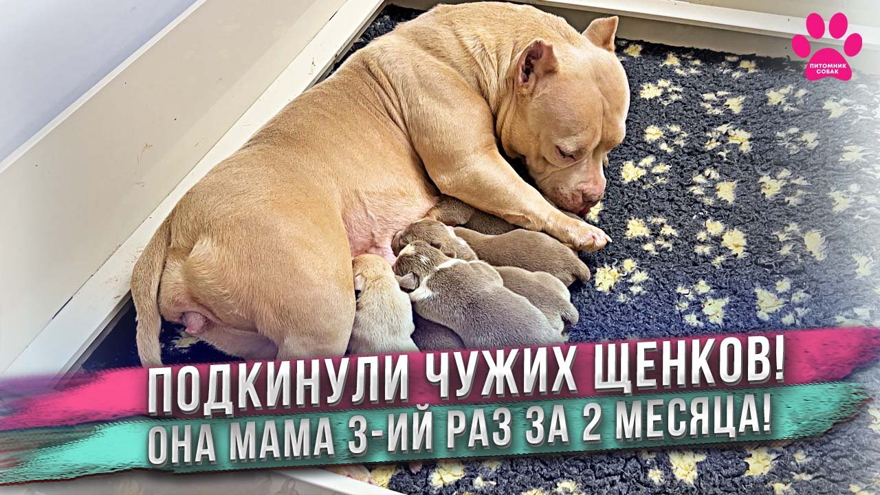 Собаке подменили щенков! Теперь не свои, а чужие! Что будет? смотреть онлайн