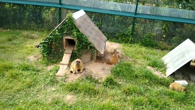 Знакомство с Байбаками смотреть онлайн