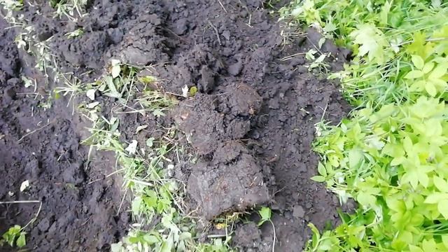 Шурфим средневековую однодворку! Лесной коп. Часть -1-. смотреть онлайн