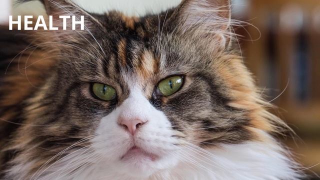 Maine Coon ? The biggest cat in the world смотреть онлайн