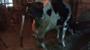 Голштинская порода на примере нашей коровы.