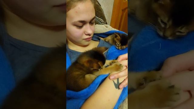 Абиссинские котята