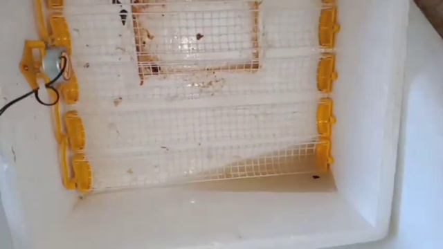 Как помыть инкубатор! Теплуша! Подручными средствами. смотреть онлайн