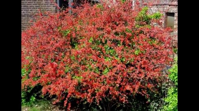 Айва удлиненная (Суdonia oblonga Mill)-Любимые цветы и растения смотреть онлайн
