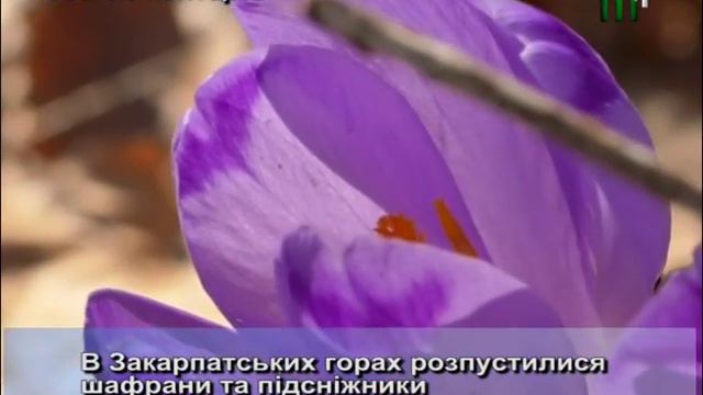 В Закарпатських горах розпустилися шафрани. 