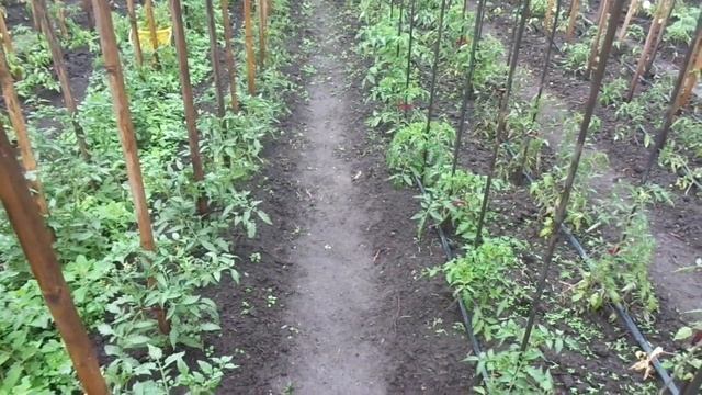 ПЛЮСЫ ДОЖДЛИВОЙ ПОГОДЫ. Ольга Чернова. смотреть онлайн