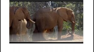 Поведение животных биология 7 класс Московенко М И