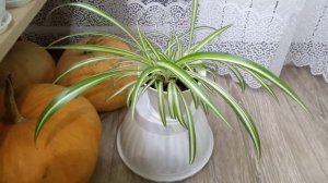 Комнатные Растения. Коллекция Хлорофитумов