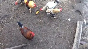 Откорм петухов перед забоем