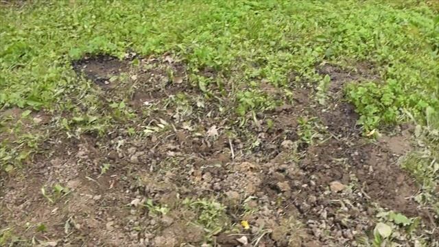 Удаляем корни на дачном участке/ Как просто избавится от надоедливых корней/ Вода в помощь! смотреть онлайн