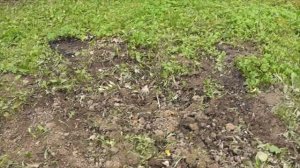 Удаляем корни на дачном участке/ Как просто избавится от надоедливых корней/ Вода в помощь!