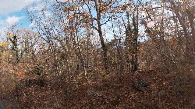 Охота на вальдшнепа в Крыму 2022 смотреть онлайн