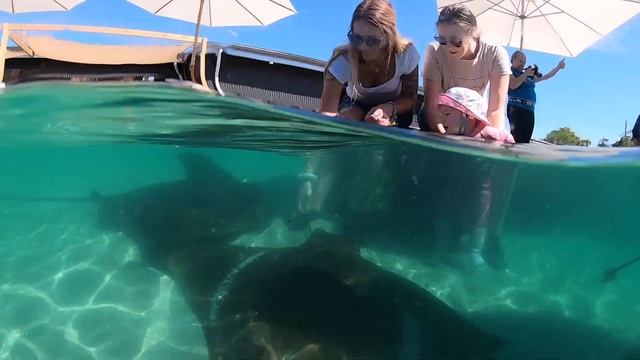 Preview the all new Irukandji Shark & Ray Encounters at Anna Bay смотреть онлайн
