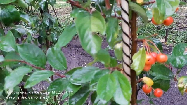 Плоды яблонь Камспур, Эверест, груши Конкорд смотреть онлайн